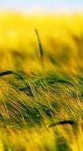 Scaricare immagine Wheat,Plants sul telefono gratis.