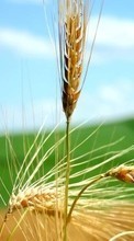 Scaricare immagine Plants, Wheat sul telefono gratis.