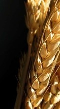 Scaricare immagine 128x160 Plants, Wheat sul telefono gratis.