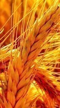 Scaricare immagine 1280x800 Plants, Wheat sul telefono gratis.