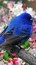 Scaricare immagine 1024x600 Animals, Flowers, Birds sul telefono gratis.