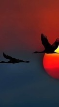 Scaricare immagine Birds, Pictures, Sunset, Animals, Cranes sul telefono gratis.
