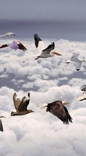 Scaricare immagine Birds,Pictures,Animals sul telefono gratis.