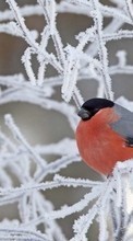 Scaricare immagine Birds, Snow, Animals sul telefono gratis.