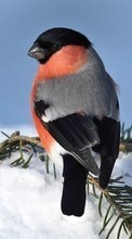 Scaricare immagine Birds, Snow, Animals, Winter sul telefono gratis.