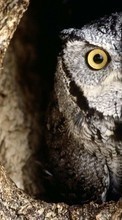 Scaricare immagine 1080x1920 Animals, Birds, Owl sul telefono gratis.