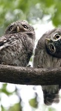Scaricare immagine Birds, Owl, Animals sul telefono gratis.