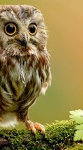 Scaricare immagine Birds, Owl, Animals sul telefono gratis.