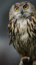 Birds, Owl, Animals per BlackBerry Curve 9220