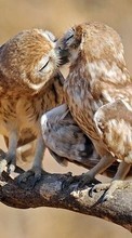 Birds, Owl, Animals per Samsung Infuse 4G