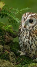 Scaricare immagine Birds,Owl,Animals sul telefono gratis.
