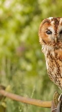 Scaricare immagine Birds,Owl,Animals sul telefono gratis.