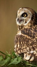 Birds,Owl,Animals per Sony Ericsson Xperia Neo