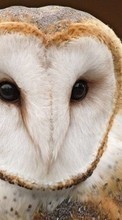 Scaricare immagine Animals, Birds, Owl sul telefono gratis.