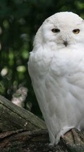 Scaricare immagine 240x320 Animals, Birds, Owl sul telefono gratis.