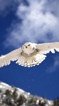 Scaricare immagine 240x400 Animals, Birds, Owl sul telefono gratis.