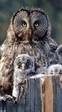 Scaricare immagine 320x240 Animals, Birds, Owl sul telefono gratis.