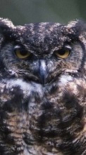 Scaricare immagine Animals, Birds, Owl sul telefono gratis.