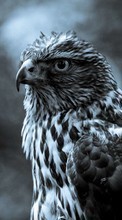 Scaricare immagine 480x800 Animals, Birds, Hawks sul telefono gratis.