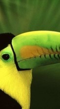Scaricare immagine Animals, Birds, Toucans sul telefono gratis.