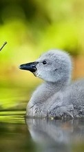 Birds, Ducks, Animals per Samsung Star 3 s5220