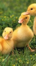 Scaricare immagine Birds,Ducks,Animals sul telefono gratis.