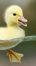 Scaricare immagine Birds,Ducks,Animals sul telefono gratis.