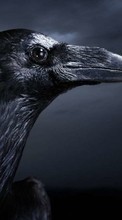 Scaricare immagine Birds, Crows, Animals sul telefono gratis.