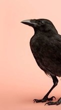Scaricare immagine Birds,Crows,Animals sul telefono gratis.