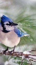 Scaricare immagine 720x1280 Animals, Birds sul telefono gratis.