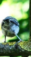 Scaricare immagine 800x480 Animals, Birds sul telefono gratis.