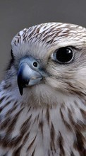 Scaricare immagine Birds, Animals sul telefono gratis.