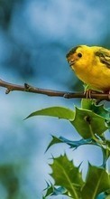 Birds, Animals per Samsung Galaxy S3 mini