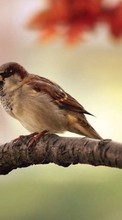 Birds,Animals per Xiaomi Mi 11