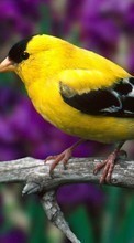 Scaricare immagine Birds,Animals sul telefono gratis.