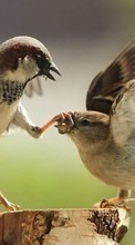 Birds,Animals per Sony Xperia M