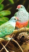 Scaricare immagine Birds,Animals sul telefono gratis.