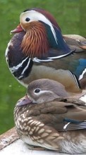 Scaricare immagine 240x400 Animals, Birds sul telefono gratis.