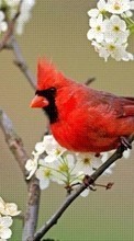 Scaricare immagine 1024x600 Animals, Birds sul telefono gratis.
