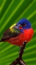 Scaricare immagine 1280x800 Animals, Birds sul telefono gratis.