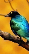 Scaricare immagine Animals, Birds sul telefono gratis.