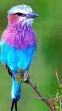 Animals, Birds per HTC Smart