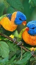 Scaricare immagine 360x640 Animals, Birds sul telefono gratis.