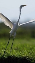 Scaricare immagine Birds, Animals, Cranes sul telefono gratis.