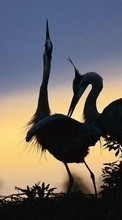 Scaricare immagine Animals, Birds, Cranes sul telefono gratis.