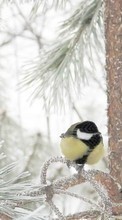 Scaricare immagine Birds,Animals,Winter sul telefono gratis.