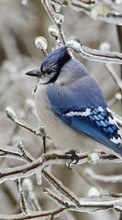 Scaricare immagine 240x400 Animals, Winter, Birds sul telefono gratis.
