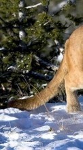 Scaricare immagine Animals, Winter, Puma sul telefono gratis.