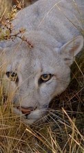 Puma,Animals per Sony Xperia ZL