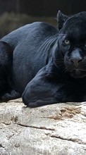Scaricare immagine Puma,Animals sul telefono gratis.
